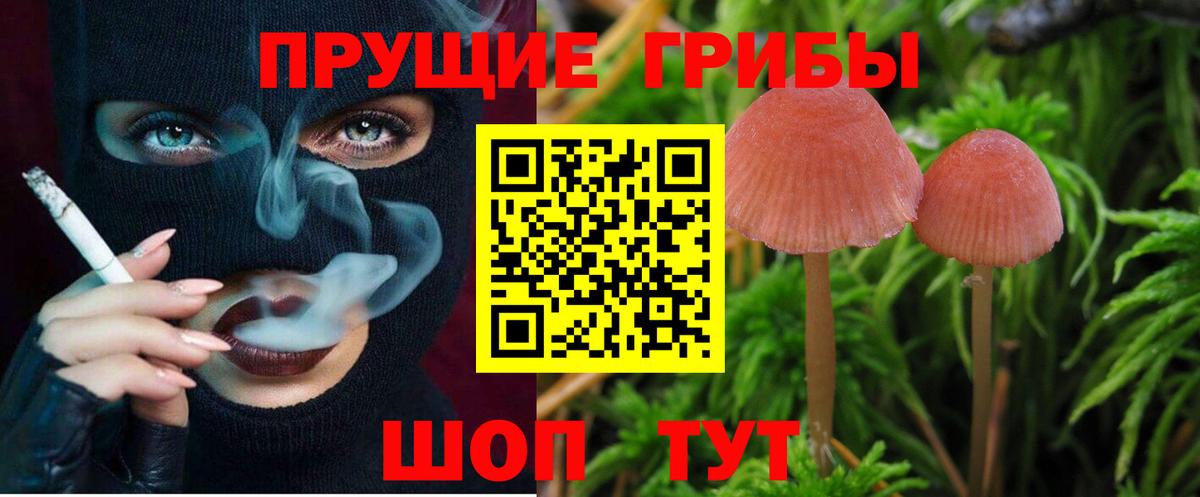Арсеньев  Псилоцибиновые грибы Psilocybine cubensis  Вход с VPN 